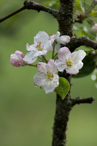 Appelboom bloemen van s Zenki