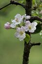 Appelboom bloemen van s Zenki thumbnail