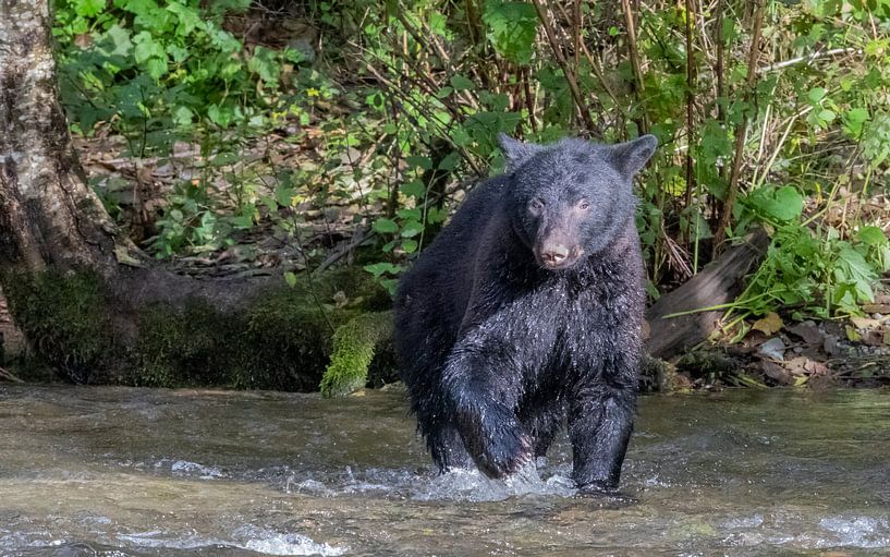 Ours noir dans la rivière par Jos Krynen