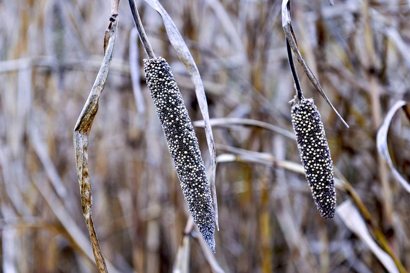 Hirse auf herbstlichem Acker in Berlin  von Silva Wischeropp