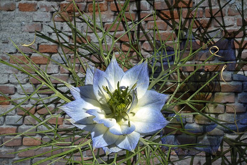 ombre mur -  Nigella, par Christine Nöhmeier