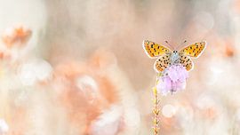 Feestje op de hei van Frensis Kuijer