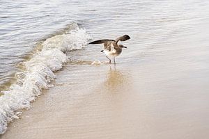 Möwe bereit zum Abheben