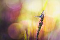 Der Schmetterling