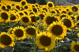 Traurige Sonnenblume von Erik Buitenhuis