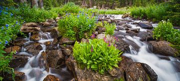 Petit ruisseau et fleurs sur Denis Feiner