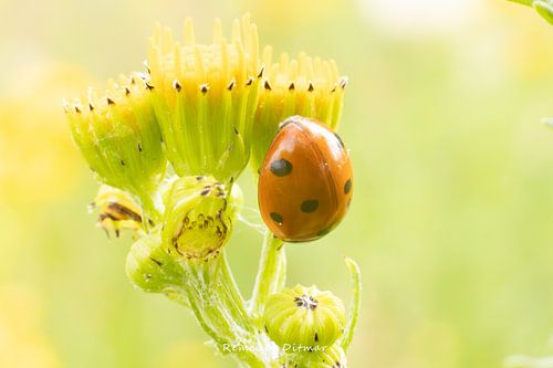 The Seven-spotted Ladybird: A Lucky Bringer in the Garden