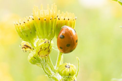 Het Zevenstippelig Lieveheersbeestje: Een Geluksbrenger in de Tuin