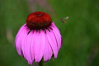 Eine Schwebfliege fliegt auf eine rote Blüte zu von Ulrike Leone Miniaturansicht