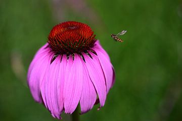 Een zweefvlieg vliegt naar een rode bloesem... van Ulrike Leone