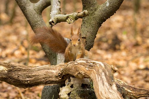 Eekhoorn in het bos