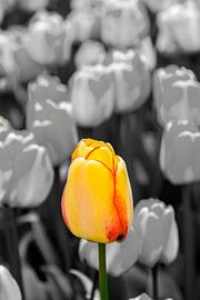 Geel Rode Tulp von Michel Groen