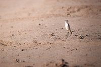 Woestijnspekvreter in Namibië