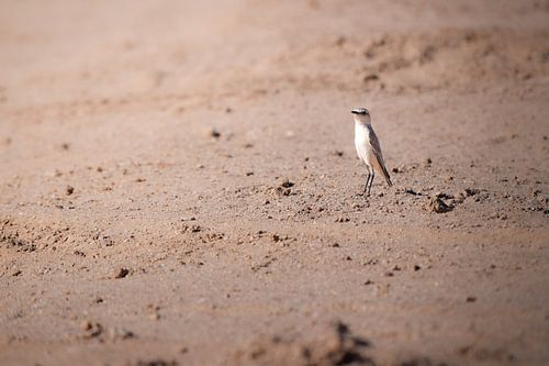 Woestijnspekvreter in Namibië