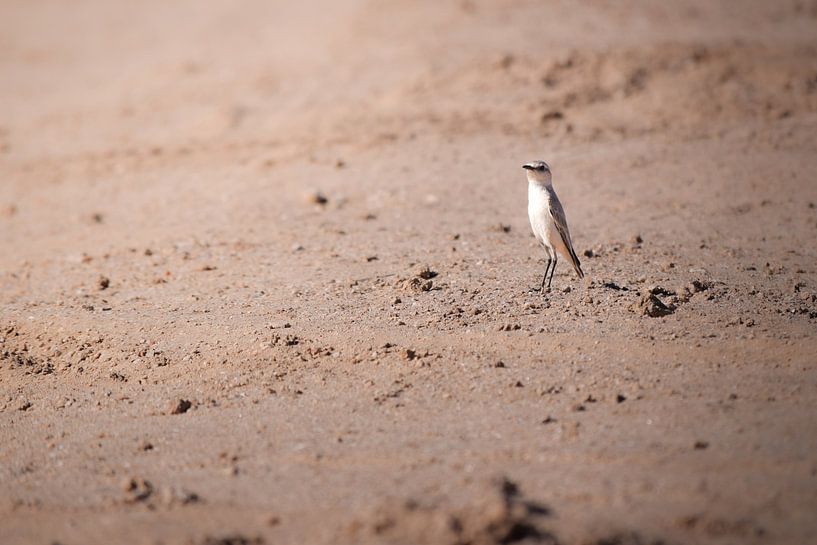 Wüstenbully in Namibia von Tjana Photography
