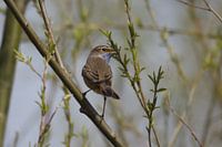 La gorgebleue chante la chanson de l'apogée