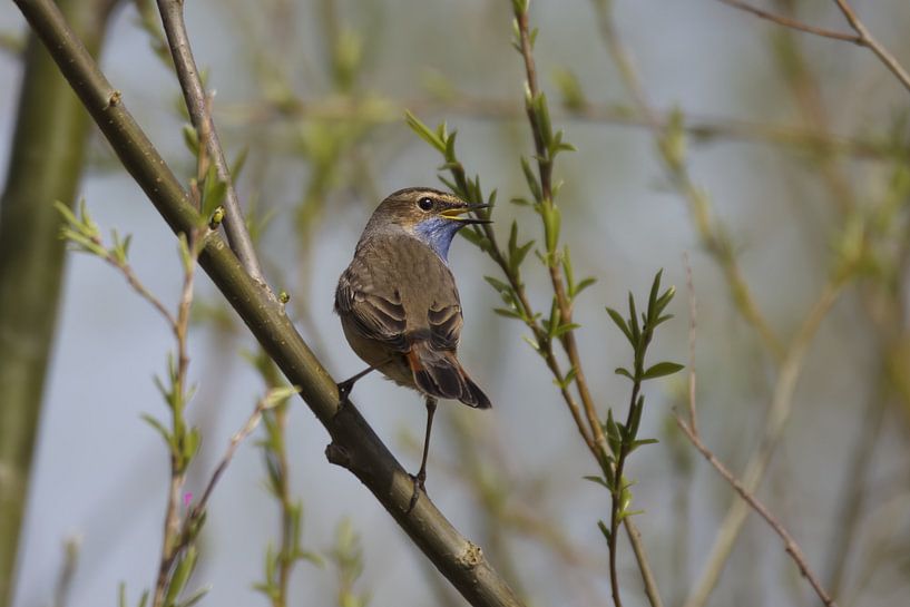 Blaukehlchen singt das hohe Lied von fb-fotografie
