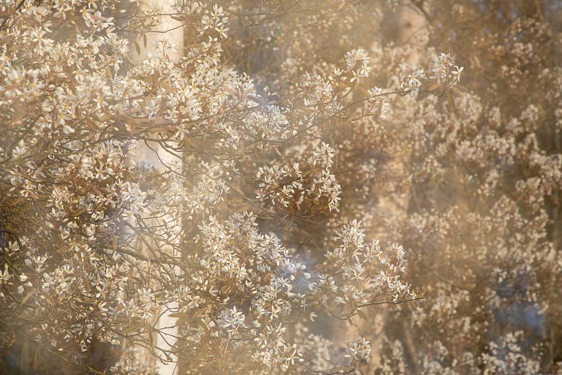 Krentenbomen vol bloesem van Karla Leeftink