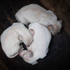 3 white puppies in a wooden bowl by Bart Hageman Photography