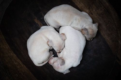 3 witte puppies in een houten kom