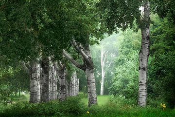 Birchland von Kees van Dongen