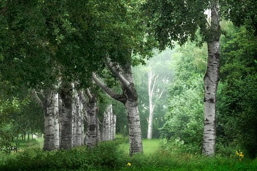 Birchland