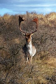 Fallow deer in the dunes by Wander Vrolijk