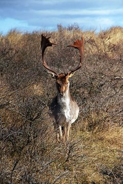 Damhert In de duinen van Wander Vrolijk