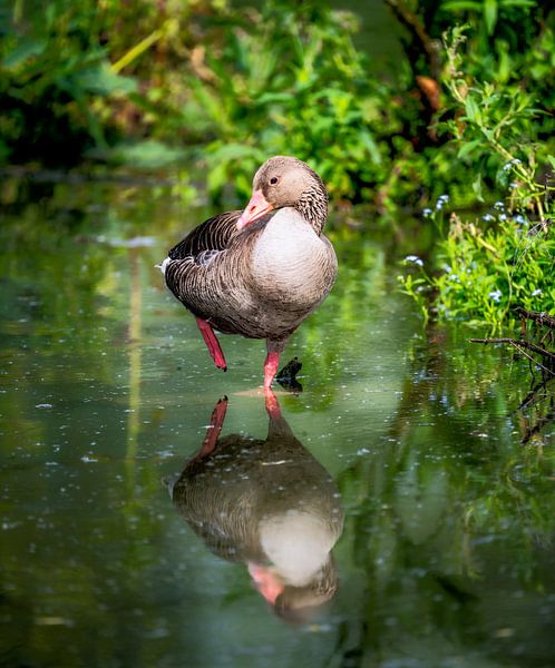 Oie cendrée debout dans l'eau par ManfredFotos