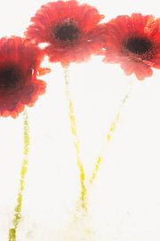 Gerbera in ice 2 by Marc Heiligenstein