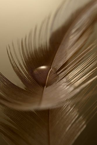 Warme kleuren: Een druppel gedragen door een veer