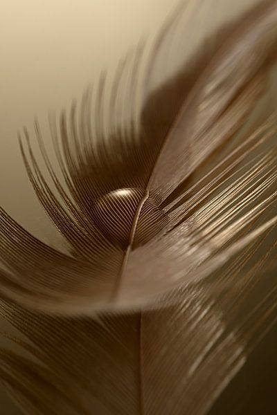Warm colours: A drop carried by a feather by Marjolijn van den Berg