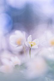 Pure beauty by Bob Daalder