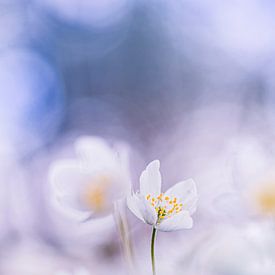 Pure beauty by Bob Daalder