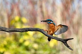 Landing ice bird with fish by Gerjo Horsman