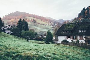 Morgen im Schwarzwald