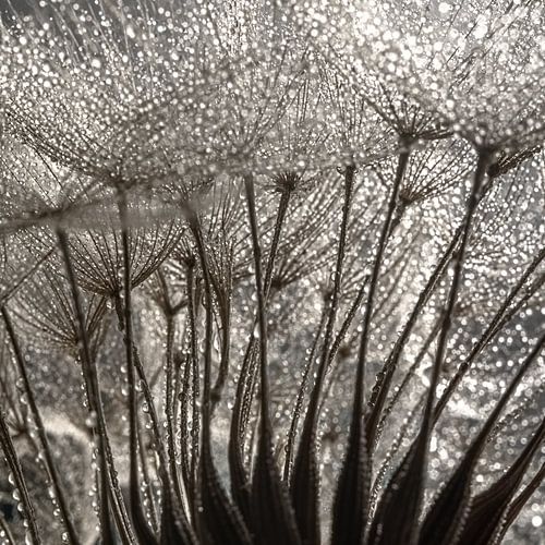 Vierkant met de pluisjes van de morgenster (Tragopogon) met druppels