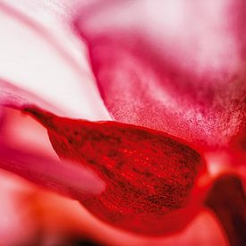 Fleur de bégonia en contre-jour sur Nicc Koch