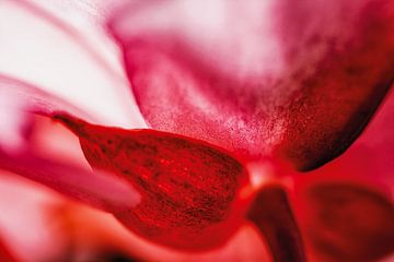 Begonienblüte im Gegenlicht von Nicc Koch