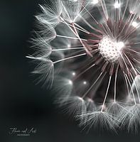 Een krans van zachte witte paardenbloem pluisjes