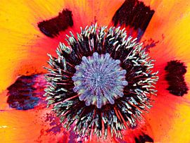 Herz einer Mohnblume  von Jessica Berendsen