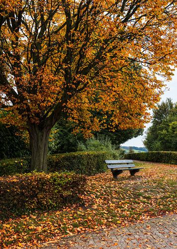 Herfstpracht in Limburg: Een Moment van Rust en Kleur