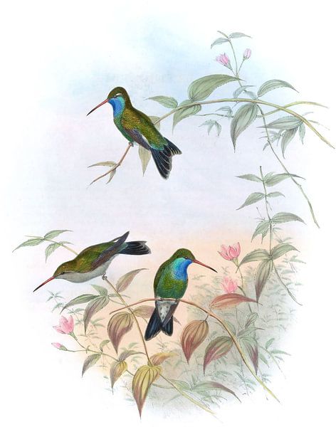 Circe, John Gould von Hummingbirds