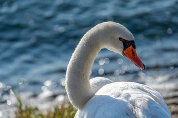 The Swan van Alice Berkien-van Mil
