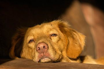 Poster Canvas Nova Scotia Duck Tolling Retriever close-up Toller van Het Boshuis