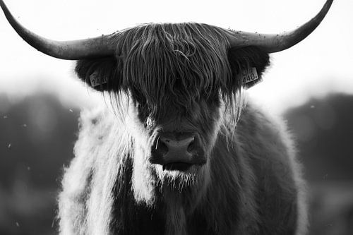 Schottischer Hochlandbewohner