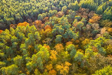 Herbstwald mit bunten Blättern von oben gesehen von Sjoerd van der Wal Fotografie