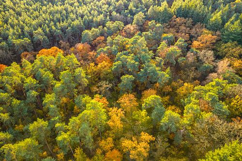 Autumn forest with colorful leaves seen from above by Sjoerd van der Wal Photography