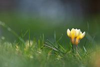 Deux crocus jaunes
