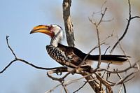 Southern yellow-billed stiletto in the Kruger Park South Africa
